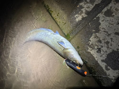 マナマズの釣果