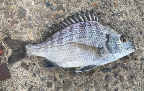 釣果