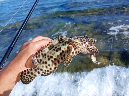 カンモンハタの釣果