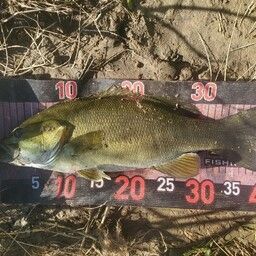 スモールマウスバス