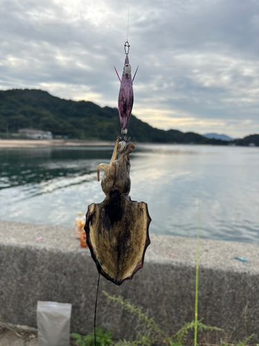 コウイカの釣果