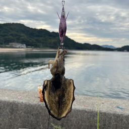 コウイカ
