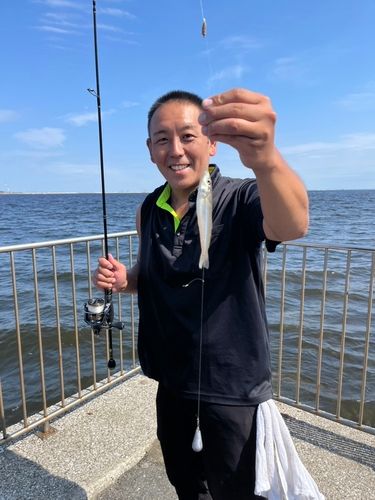 シロギスの釣果