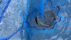 ニジマスの釣果