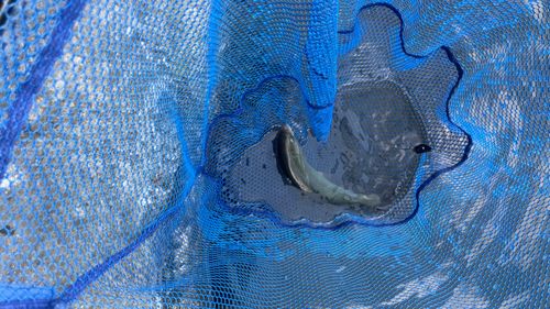 ニジマスの釣果