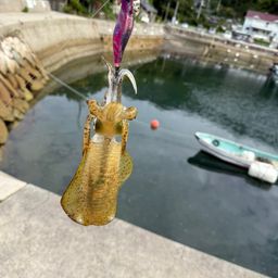 アオリイカ
