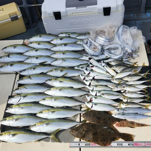 ヒラメの釣果