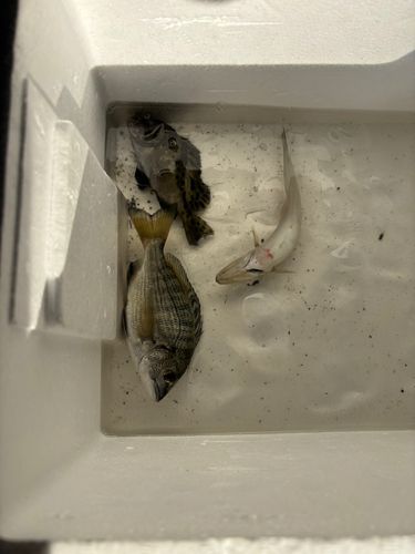 ディズニーリゾート付近