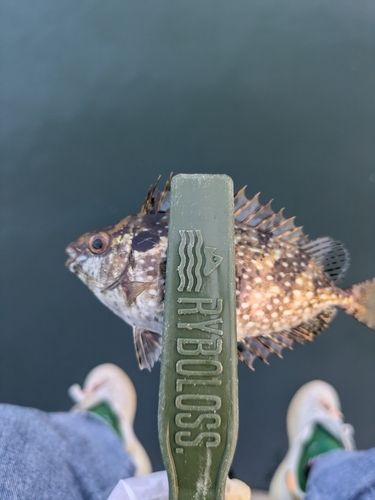 バリの釣果