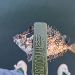 バリ