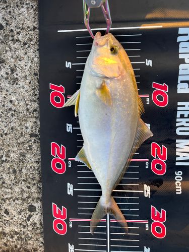 ショッコの釣果