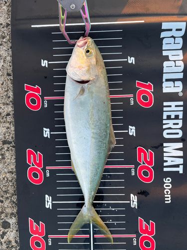 ツバスの釣果