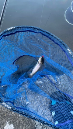 ニジマスの釣果