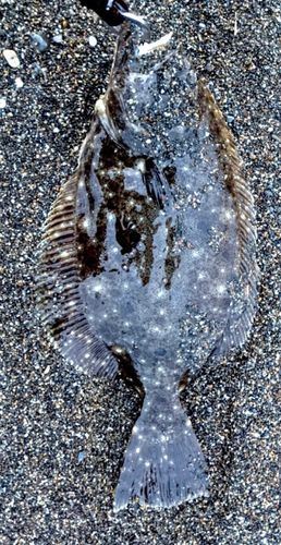 ソゲの釣果