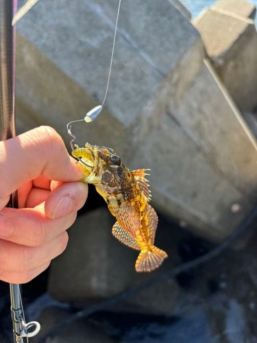 アナハゼの釣果