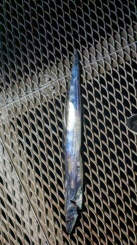 タチウオの釣果