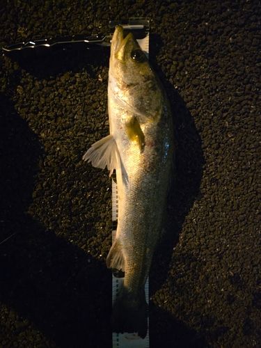 つばさ公園