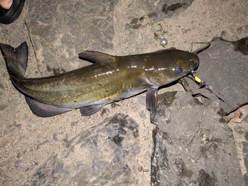 アメリカナマズの釣果