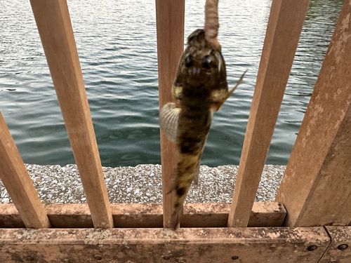 ハゼの釣果