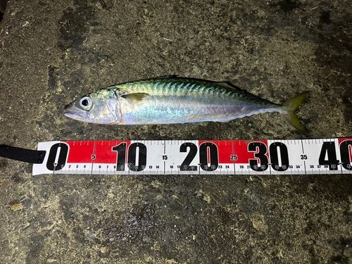 サバの釣果
