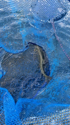 ニジマスの釣果
