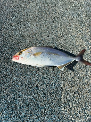 ショゴの釣果