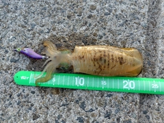 アオリイカの釣果