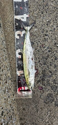 サゴシの釣果