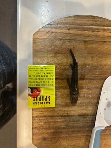 釣果