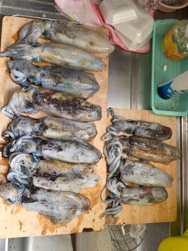アオリイカの釣果
