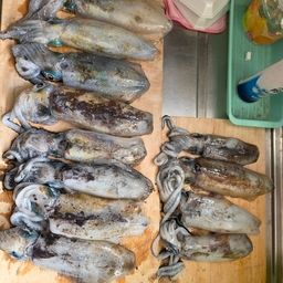 アオリイカ
