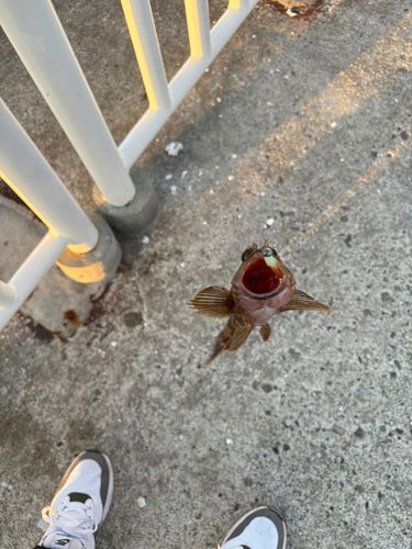 ガシラの釣果