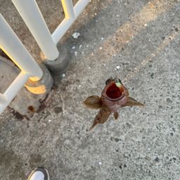 ガシラ