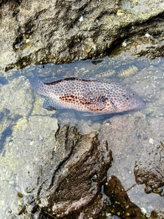 オオモンハタの釣果