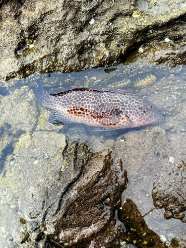 オオモンハタの釣果