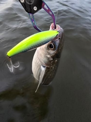 ボラの釣果