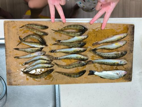 マハゼの釣果