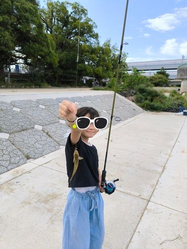 マハゼの釣果