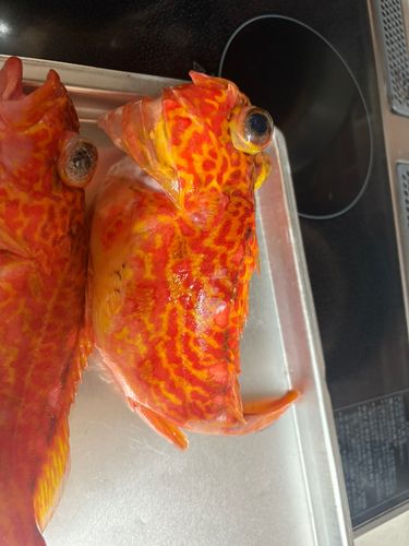 アヤメカサゴの釣果