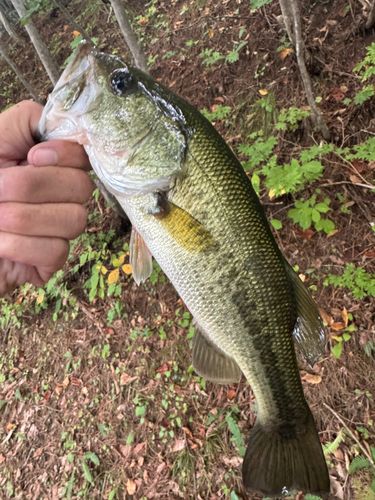 ラージマウスバスの釣果