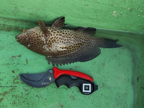 オオモンハタの釣果