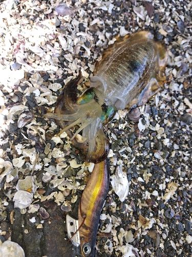 アオリイカの釣果