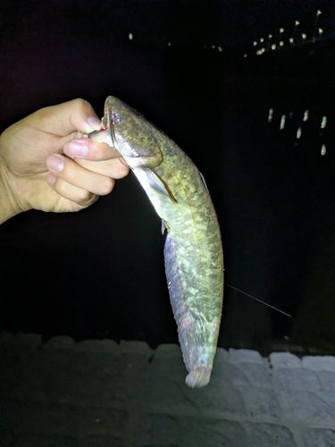 ニホンナマズの釣果