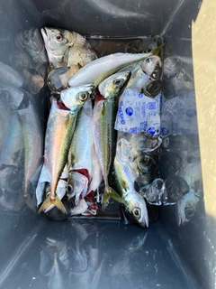 サバの釣果