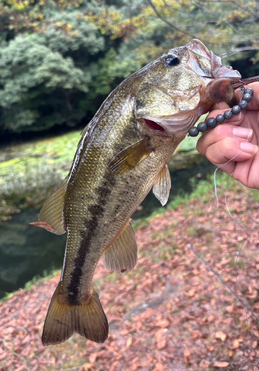 DAIWA 21ブレイゾン C72Hの最安値・インプレ・釣果 | 本音の口コミが