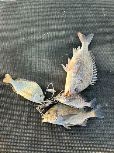 和歌浦湾