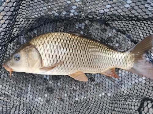 コイの釣果