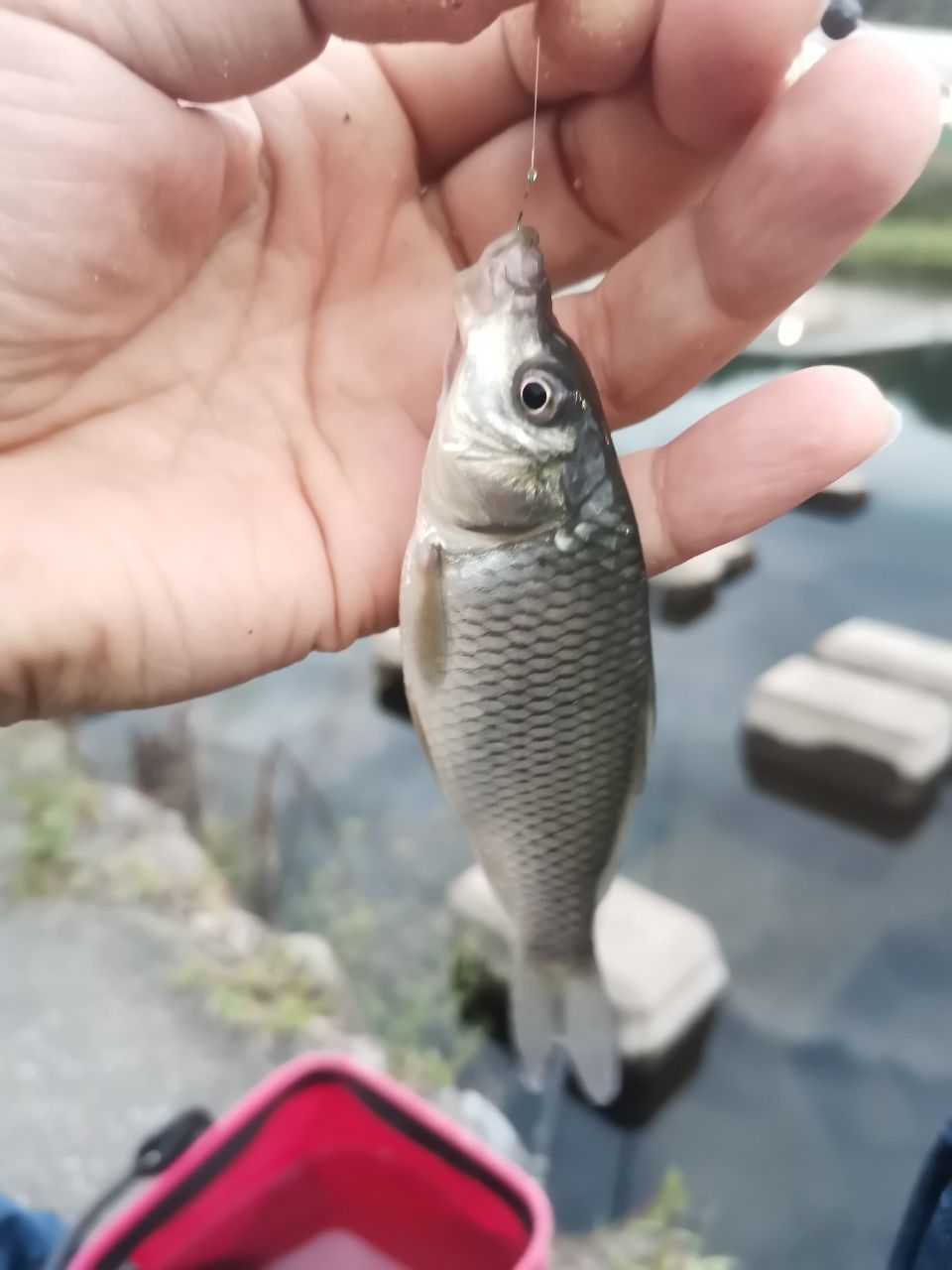 コイ