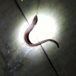 ハモ