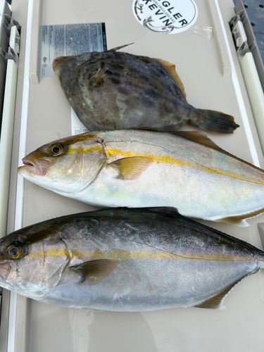イナダの釣果